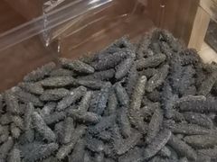 -宫品海参专卖店(静安大宁店)