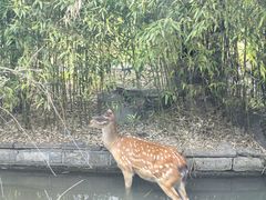 -观唐（国际）度假村温泉