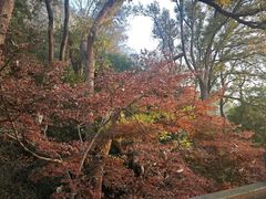 -紫金山山顶公园