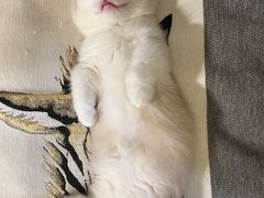 -瑞鹏宠物医院·超声·骨科·奇麟分院(蜀都万达店)