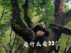 -成都大熊猫繁育研究基地