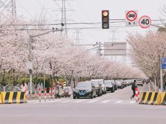 -高东镇樱花园