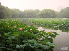 -紫竹院公园冰场