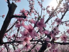 -洪湖家庭农场·团建·露营·会议