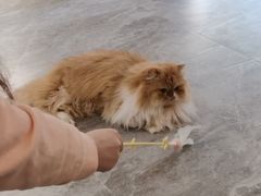 -More Fun猫咖 二十只万元加菲主题