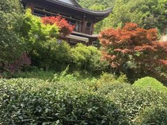 -十八棵（老龙井）御茶园(老龙井店)