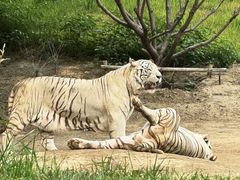 -北京野生动物园