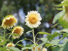 -花开海上生态园
