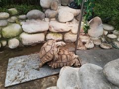 -南宫五洲植物乐园