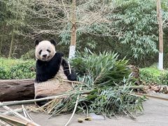 -都江堰中华大熊猫苑
