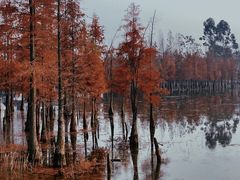 -白鹭湾湿地公园