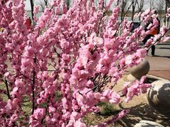 -天津东丽湖风景区