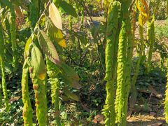 -广西壮族自治区药用植物园
