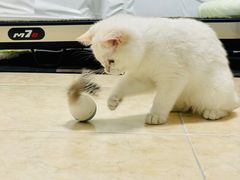 -猫十亿·布偶金渐层·曼基康矮脚猫舍(青年路店)