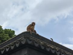 -苏州上方山国家森林公园
