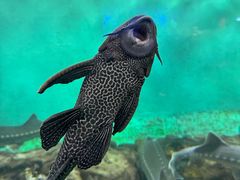 -太平洋海底世界