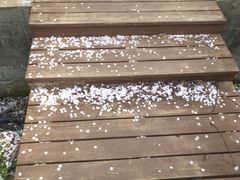 -天王浮山樱花园