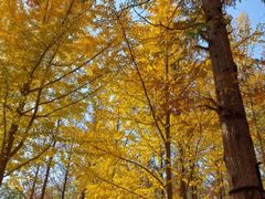 -长白岛森林公园