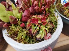 -三圣花乡旅游区