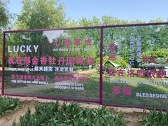 -洛阳郁金香牡丹园