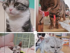 -绒爪撸猫下午茶·猫咖