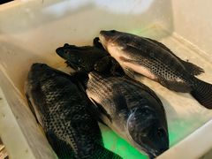 -烧哥美蛙肥肠鱼火锅·十五年社区店