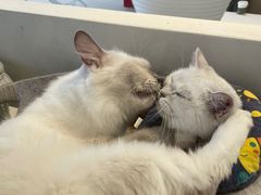 -怪兽屋·羊驼·猫咖·狗咖(俊华广场店)