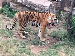 -石家庄市动物园