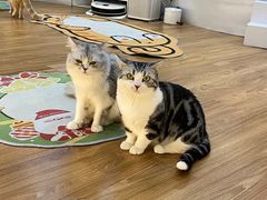 -COLOR PETS 撸猫馆·购猫·猫咖(长风大悦城店)
