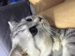 喵的天空-喵的天空名猫咖啡馆·撸猫·猫舍·用品