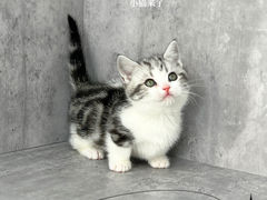 -小猫来了·猫舍(红山六九七九店)