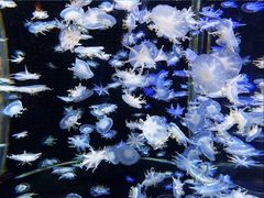 -太平洋海底世界