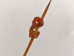 -乐彡炸串·烤苕皮(西单华威约饭街店)