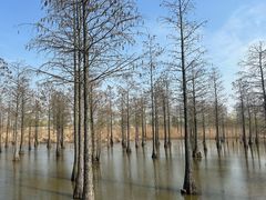 -池杉湖湿地公园