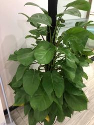 点击看大图 -悟空祛痘·亚健康皮肤管理中心