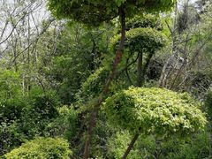 -巢湖姥山岛