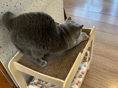 -有猫主题·治愈系猫咖(曾厝垵店)