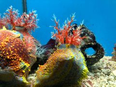 -北戴河圣蓝海洋公园