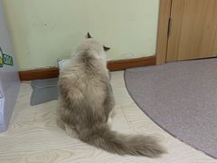 -猫和宫(六道口店)