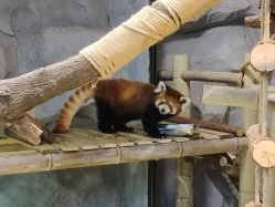 -Zoolung Zoolung动物主题公园(海信广场店)