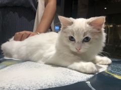-瞄一喵猫咖(格力海岸店)