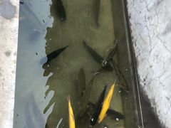 鳟鱼-何适山庄 ·可团建(水长城P2停车场店)