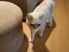 -猫腻·猫咖·撸猫馆(星光大道店)
