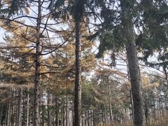 -黑龙江省森林植物园