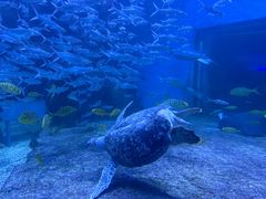 -左海海底世界