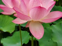 -荔湾湖公园