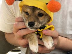 -逗柴咖啡屋·狗咖猫咖宠物桌游