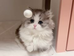 -瑞派宠物医院·犬猫全科·猫友好(宾水西道店)