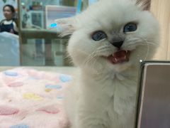 -屋虎猫馆(宝安大仟里店)