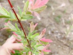 -大兴滨河森林公园